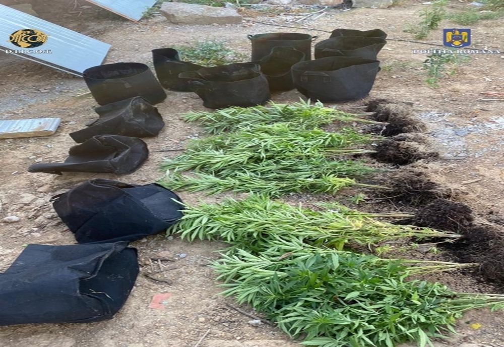 FOTO: Trei sătmăreni, cercetați pentru trafic de droguri și nerespectarea armelor și munițiilor! Doi sunt în arest la domiciliu