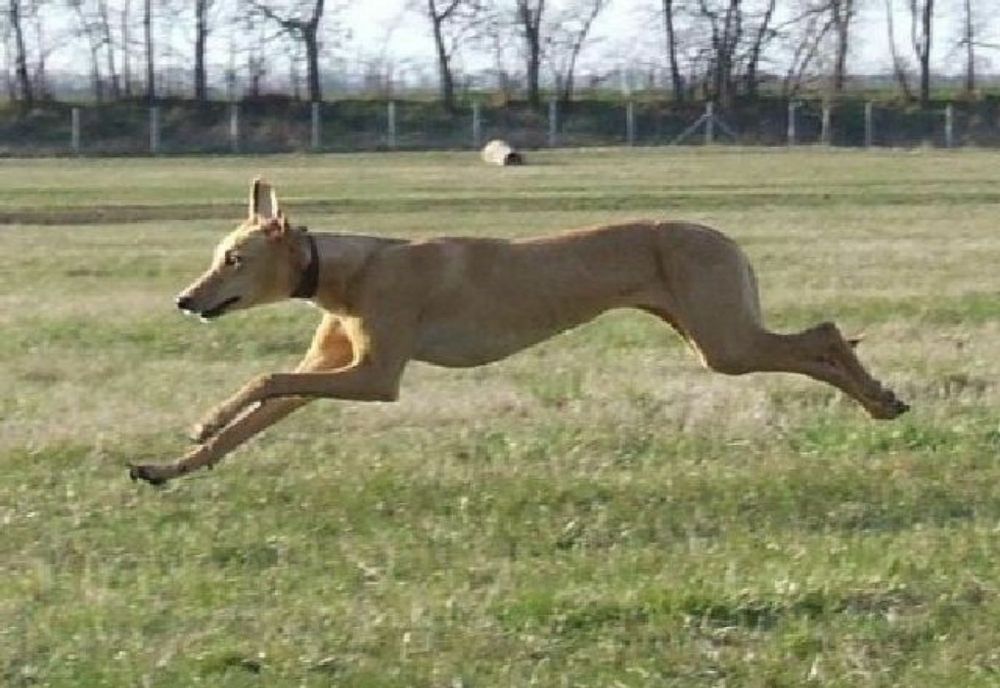 La braconat, cu ogari! Un sătmărean este cercetat de polițiști