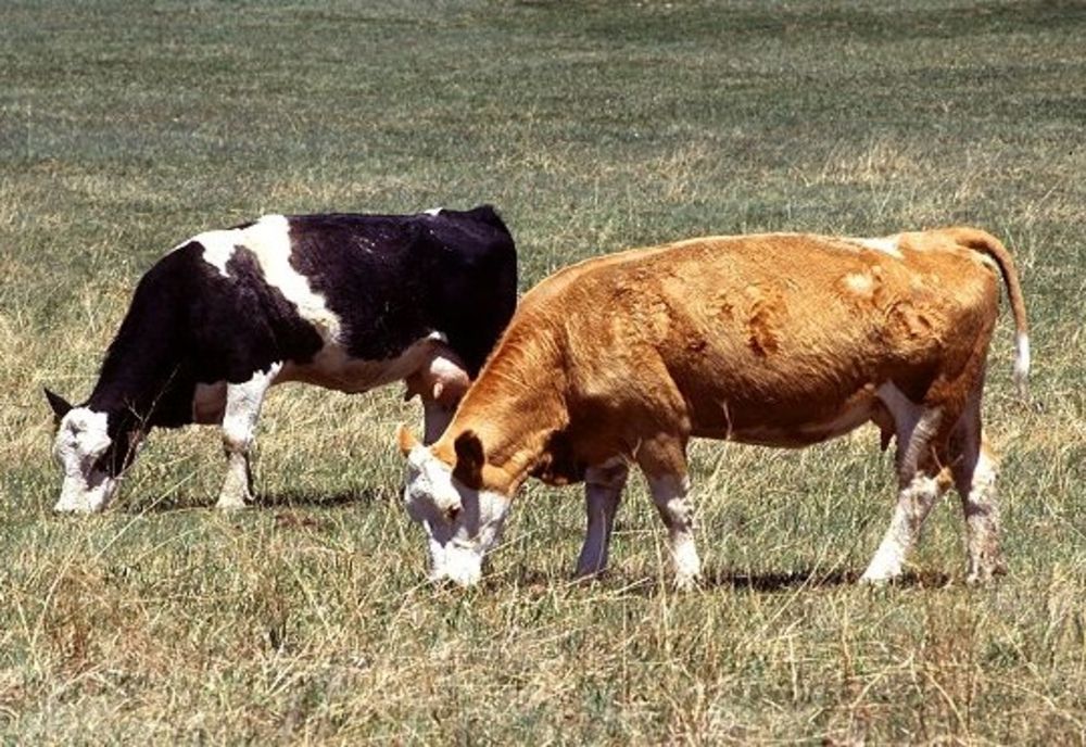 PREMIERĂ MONDIALĂ: TAXE PE EMISIILE DE CARBON LA VACI ȘI PORCI