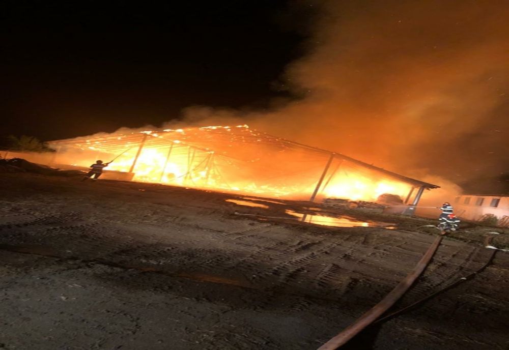Incendiu la o fermă de bovine din localitatea Tășnad | 60 de animale au fost salvate