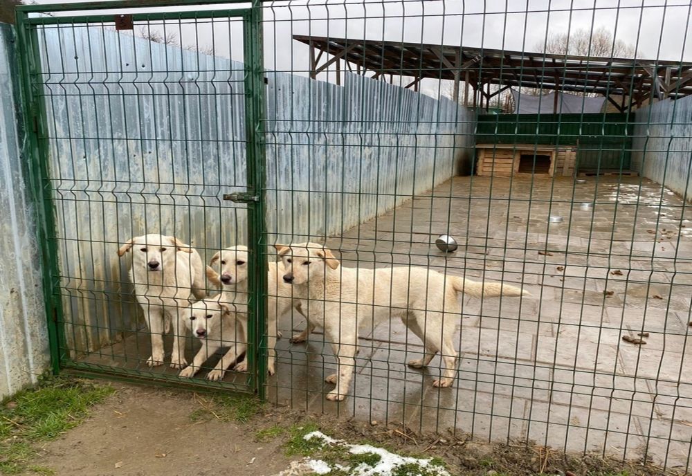 TURCIA, MĂSURĂ CONTROVERSATĂ ÎMPOTRIVA ATACURILOR CÂINILOR VAGABONZI