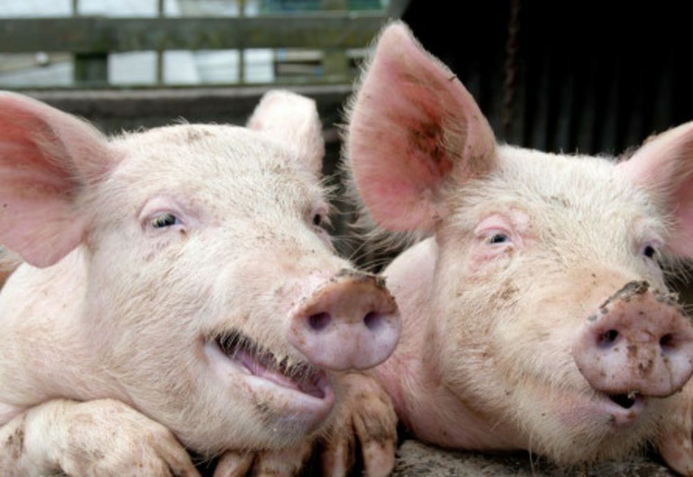 FOCAR DE PESTA PORCINĂ LA O FERMĂ DIN SATU MARE