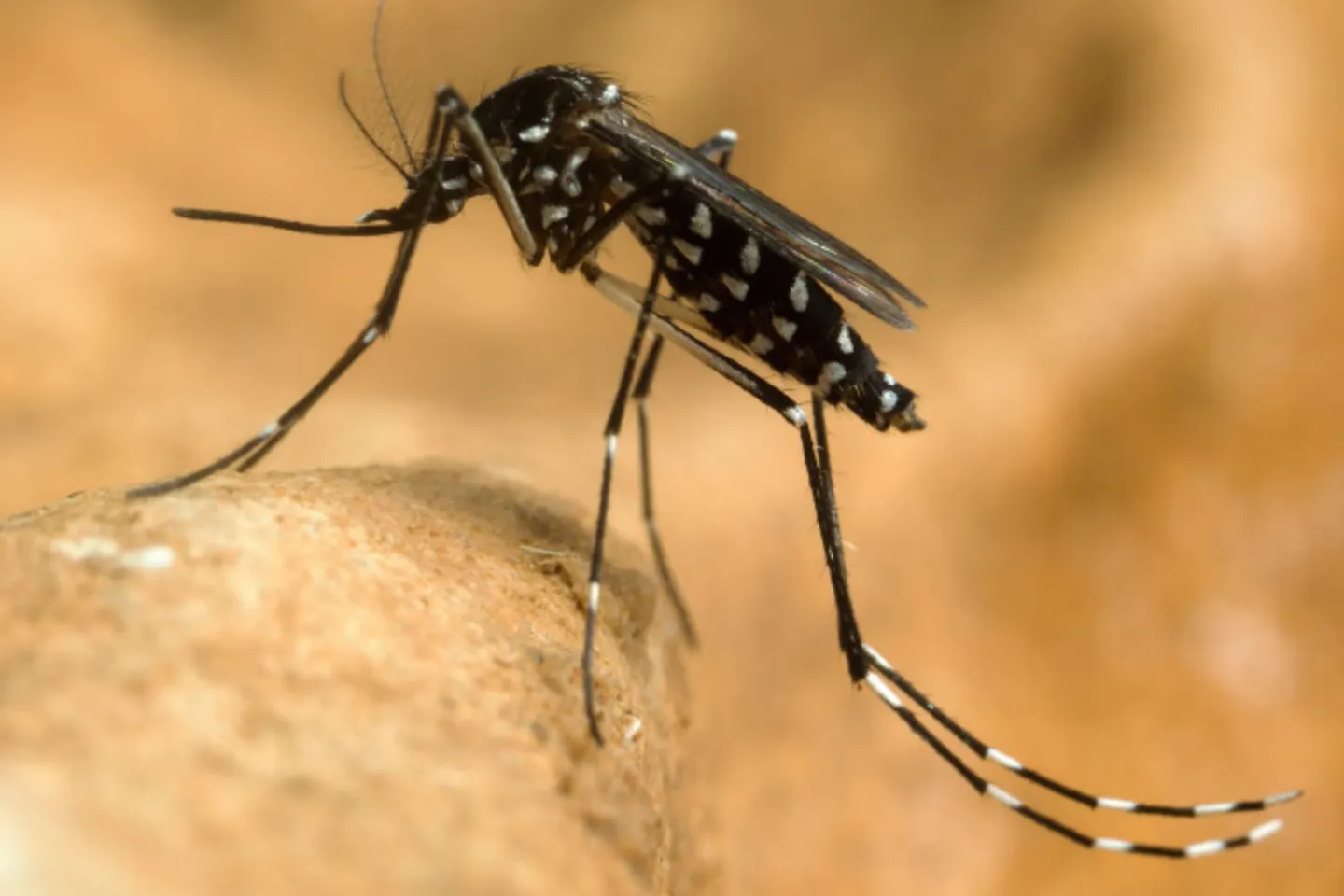 INSP: Un singur caz de infecție cu virusul West Nile, confirmat în Satu Mare în 2026