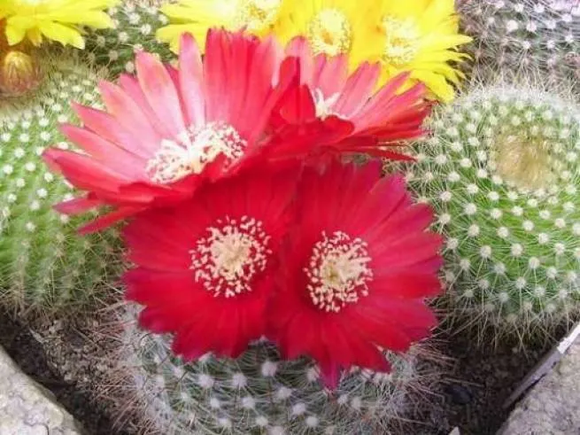 cactusi