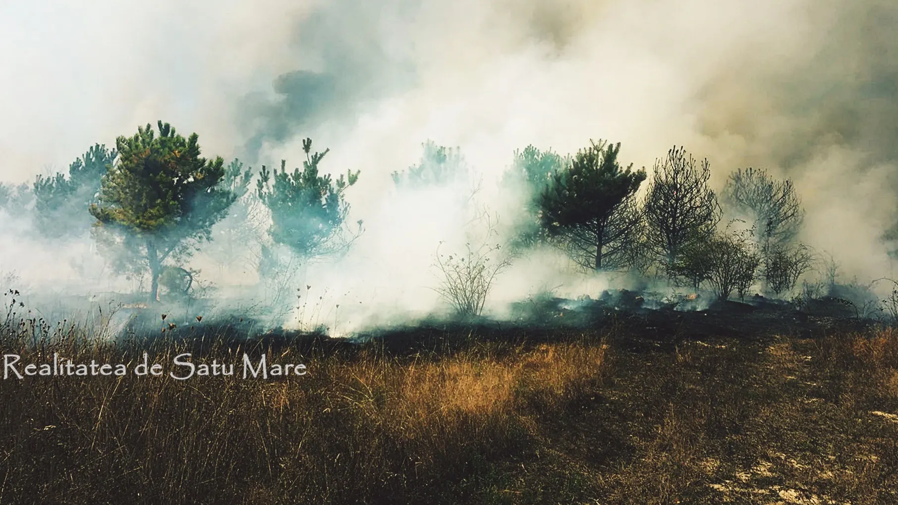 incendiu+vegetatie+uscata+barsau+realitatea