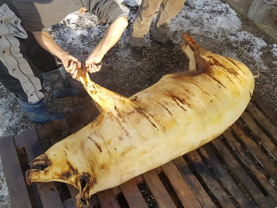 porc-taiat