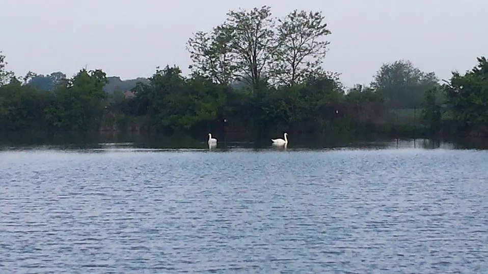 lac