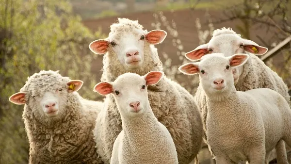 Sheep and lambs