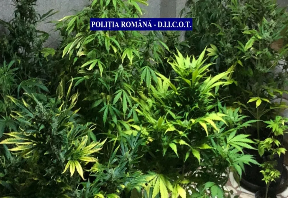 Cultură de cannabis într-un apartament din Satu Mare. La percheziții, agenții DIICOT au prins și un ofițer de la PTF Petea