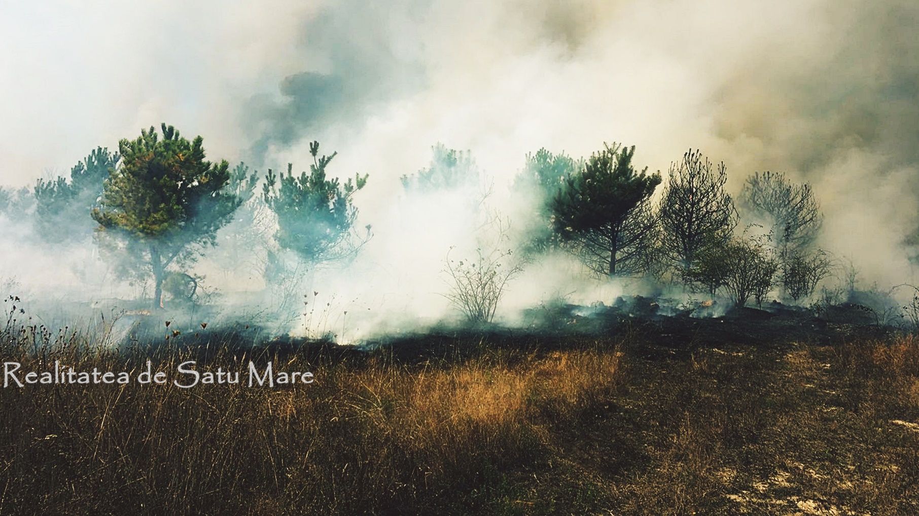 incendiu+vegetatie+uscata+barsau+realitatea