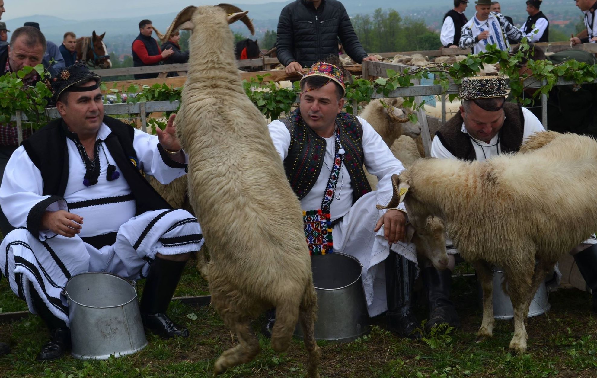 Urcatu Oilor la Munte in Tara Oasului 1 (12)