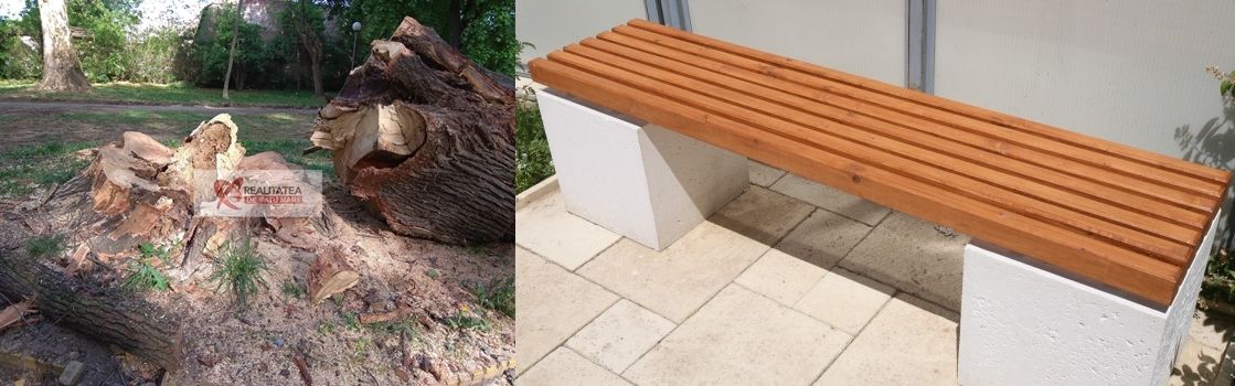 stejar-secular-sm-stradal