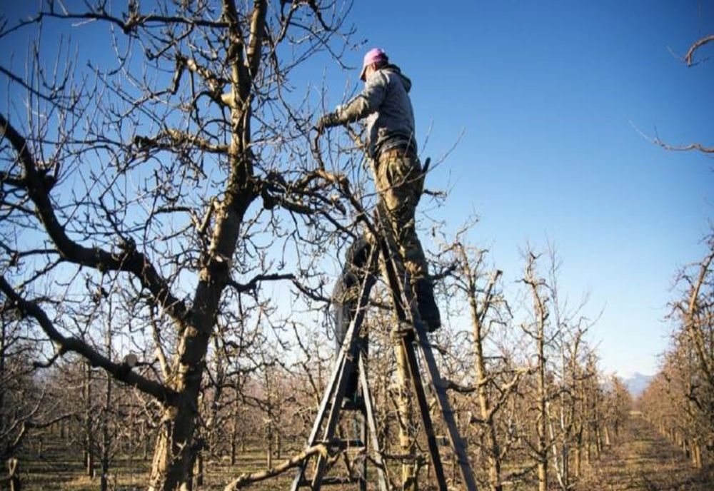 Jefuit de un bărbat din Săcuieni, angajat să îi toaleteze pomii din curte