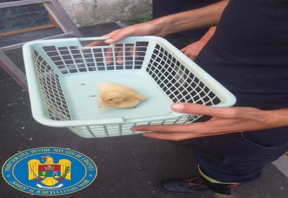 FOTO | Misiune inedită pentru pompierii sătmăreni: au salvat un pui de raţă