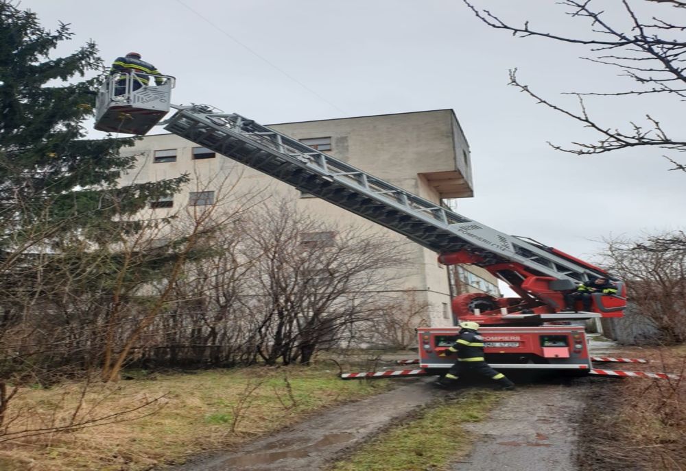 FOTO | Intervenţie inedită a pompierilor sătmăreni! Au salvat o pisică dintr-un copac