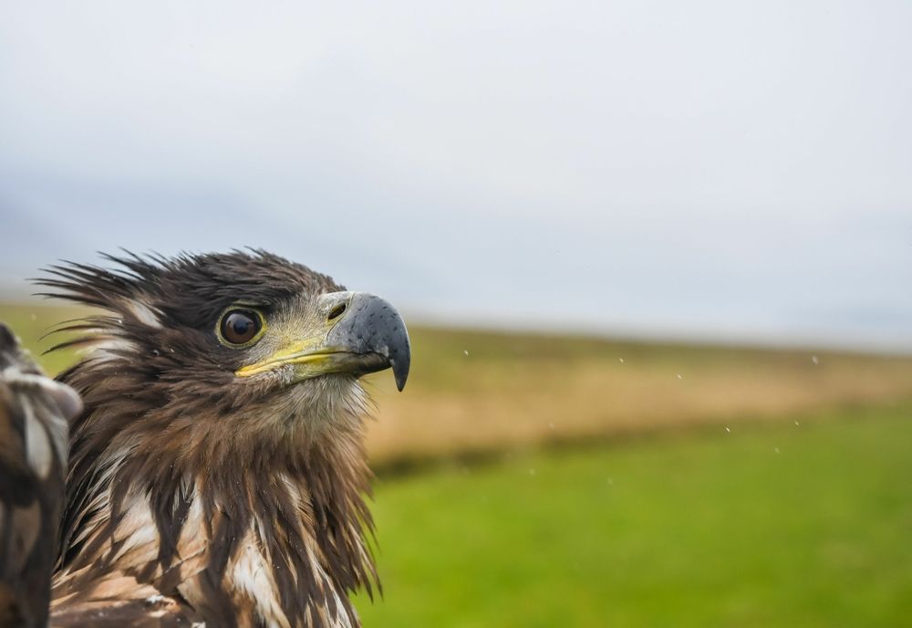 FOTO | Zador - o pasăre codalb - eliberată în vestul ţării