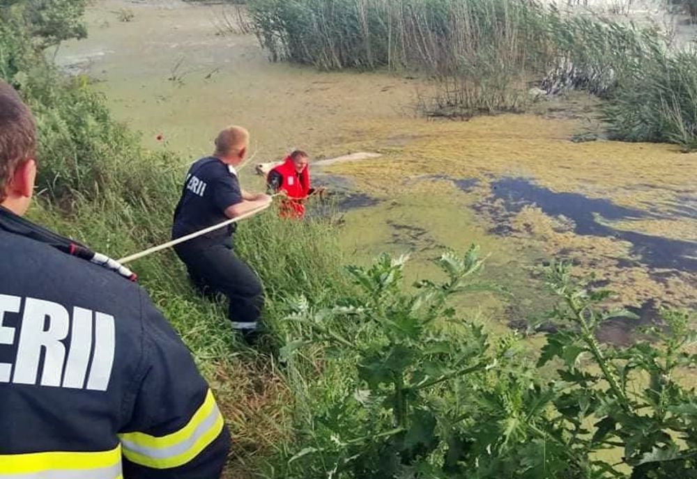 Misiune neobișnuită a pompierilor sătmăreni: au salvat de la înec o vacă