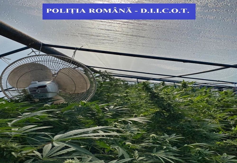 FOTO/VIDEO: Sătmărean, reținut pentru trafic de droguri! Cultiva cannabis în seră