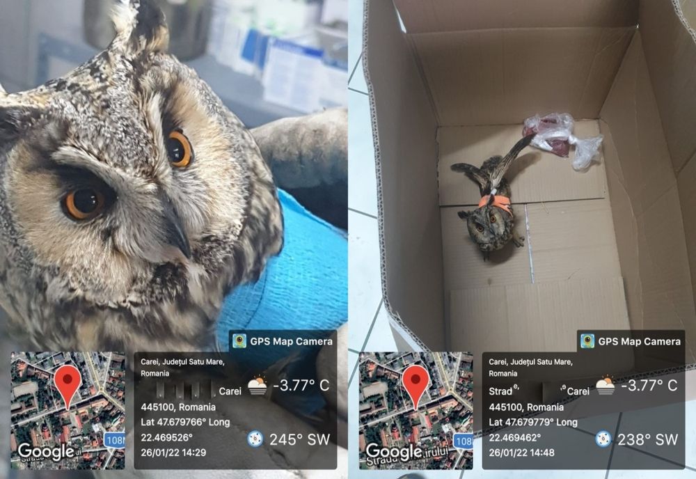 Un ciuf de pădure rănit, salvat de Garda de Mediu și APM din Satu Mare! 