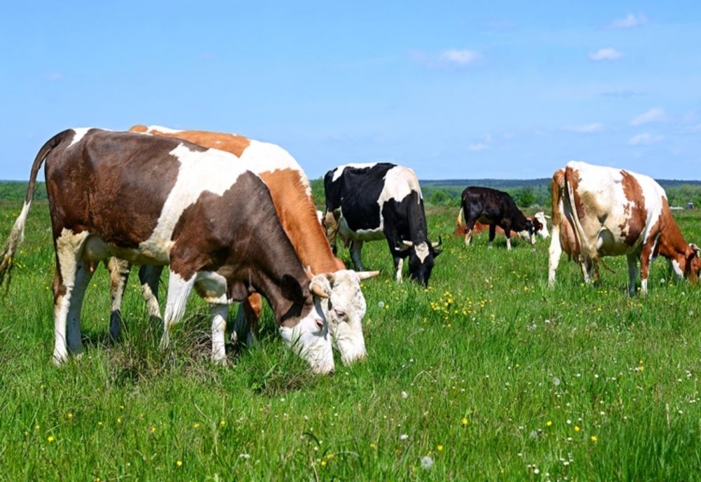 APIA începe eliberarea de adeverinţe pentru solicitanţii schemei de ajutor de stat în sectorul creşterii animalelor pentru anul 2022