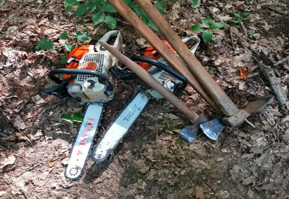 Bărbaţi din Orașu Nou cercetaţi după ce au tăiat ilegal mai mulţi arbori