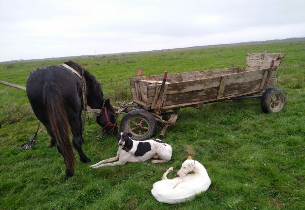 Braconier la 17 ani! Polițiștii din Satu Mare l-au prins (FOTO)