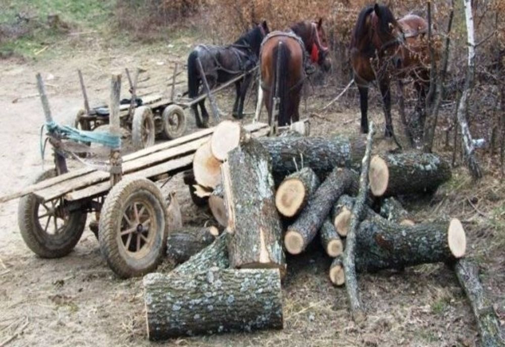 Bărbați din Stâna cercetați pentru săvârșirea infracțiunilor de tăiere ilegală de arbori și furt de arbori