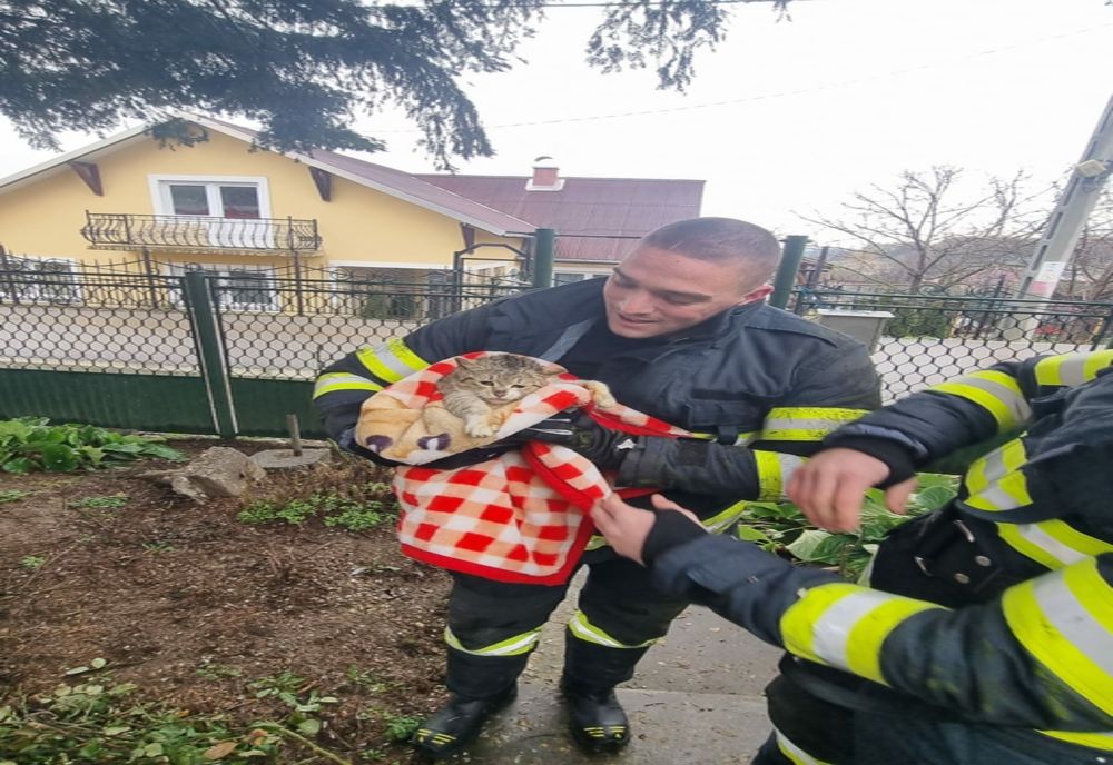 Misiune specială a pompierilor din Tăşnad! Au salvat o pisică speriată (FOTO)