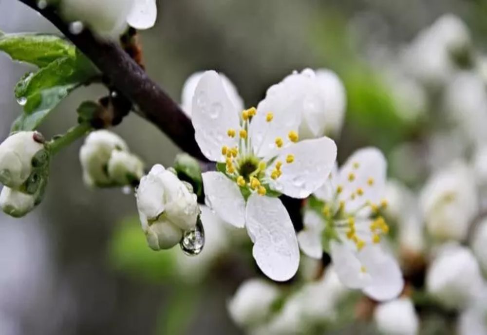 Vremea 15 mai. Temperaturile continuă să crească
