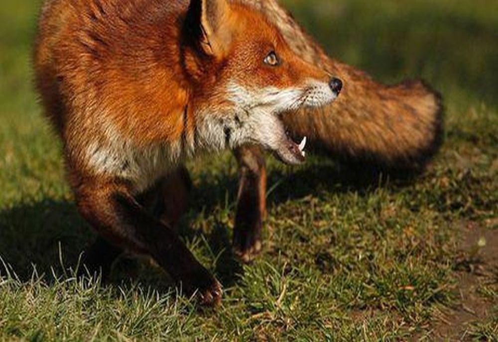 Urgență în Satu Mare: Al doilea focar de rabie la vulpe declanșează mesaje RO-ALERT