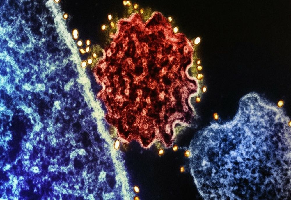 OMS: Riscul de răspândire a virusului mortal Nipah în afara Infiei este scăzut