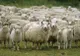 La doar 20 de ani, un tânăr din Tășnad riscă închisoarea pentru că a furat oi