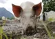 Patru noi cazuri de Pestă Porcină Africană confirmate în județul Satu Mare