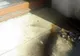 Atac cu sticle incendiare la sediul PSD Satu Mare