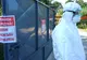 Pesta Porcină Africană afectează tot mai multe gospodării și firme sătmărene
