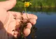 Plantă carnivoră descoperită lângă Carei