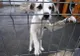 Târg de adopții în Grădina Romei. Puteți lua acasă un câine