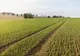 APIA face controale în teren. Zeci de mii de hectare, vizate în județul Satu Mare