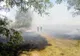 Incendiu de vegetație uscată în județul Satu Mare