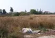 2,3 milioane de euro pentru reabilitarea Lacului Cubic