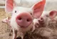 Pesta porcină. Bani pentru despăgubirea sătmărenilor rămași fără porci