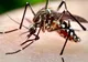Sătmăreancă infectată cu virusul West Nile