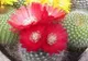 Expoziție de cactuşi, plante ornamentale și demonstraţii practice de plantări