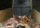 Carne de porc, fără acte, depistată într-o autoutilitară