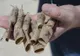 Bărbat prins cu aproape 100 de petarde