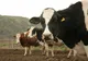 APIA Satu Mare începe efectuarea plății ajutorului de stat în sectorul creşterii animalelor