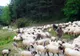 Coborâtu’ oilor de la munte. Osâmbritu’ în Țara Oașului - expoziţie de ovine