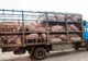 Transport ilegal de porci, identificat de polițiști în trafic