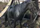 Cal salvat dintr-o fosă septică de pompierii sătmăreni