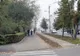 Primăria va planta zeci de copaci pe Drumul Careiului
